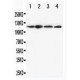 CIAS1/NALP3 Antibody