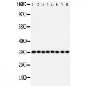 CISH Antibody