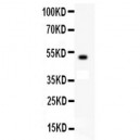 c-Kit  Antibody