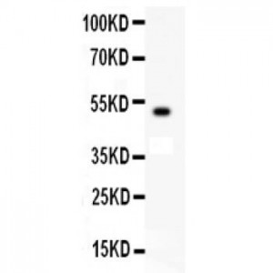 c-Kit  Antibody