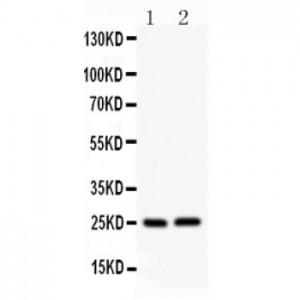 Claudin 2 Antibody