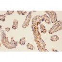 CMA1  Antibody