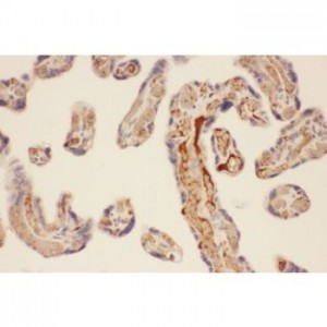 CMA1  Antibody