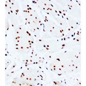 c-Myc Antibody (monoclonal)