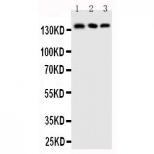 Collagen I Antibody