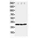 COMT Antibody