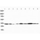 Connexin 32/GJB1 Antibody