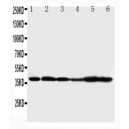 Connexin 37/GJA4 Antibody