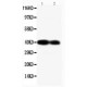 Connexin 40/GJA5 Antibody