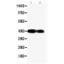 Connexin 40/GJA5 Antibody