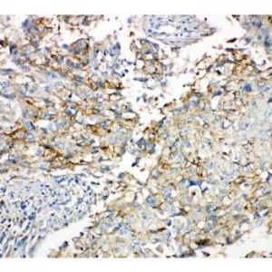 Connexin 43/GJA1 Antibody