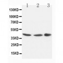 Connexin 43/GJA1 Antibody