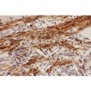 COX1  Antibody