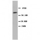 COX1/Cyclooxygenase 1 Antibody