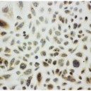 Cpn10 Antibody