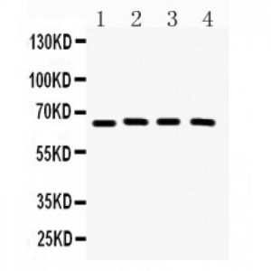 CRY2  Antibody