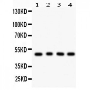 CtBP1  Antibody