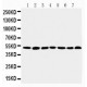 CtBP1 Antibody