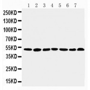 CtBP1 Antibody