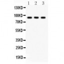 CTCF  Antibody