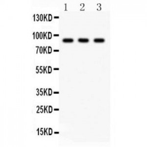 CTCF  Antibody