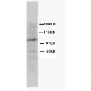 Cullin 4B Antibody