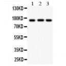 Cullin1 Antibody