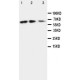 CX3CL1 Antibody