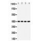 CXCR1 Antibody