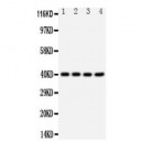 CXCR1 Antibody