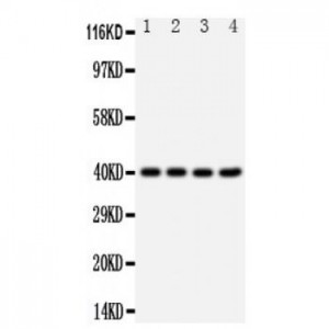 CXCR1 Antibody