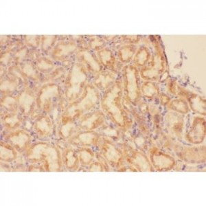 CXCR3  Antibody