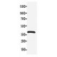 CXCR4 Antibody