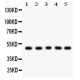 Cyclin A2  Antibody