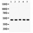 Cyclin A2  Antibody