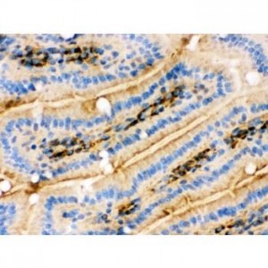 Cyclin D1 Antibody (monoclonal)