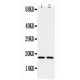 Cyclophilin A Antibody