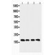 Cyclophilin B Antibody