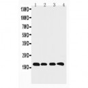 Cyclophilin B Antibody