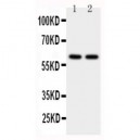 CYP11A1 Antibody