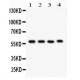 CYP1A1  Antibody