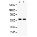 CYP1A2  Antibody