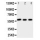 CYP7A1 Antibody