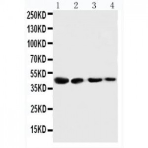 Cystathionase Antibody