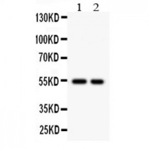 Cystatin A  Antibody