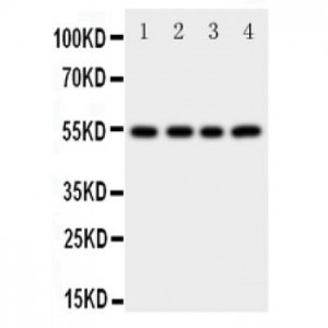 Cystatin A Antibody