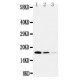 Cystatin C Antibody