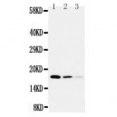 Cystatin C Antibody