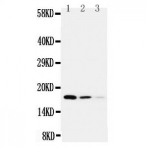 Cystatin C Antibody