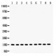 Cytochrome C  Antibody